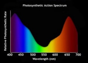 photosyntheticActionSpectrum