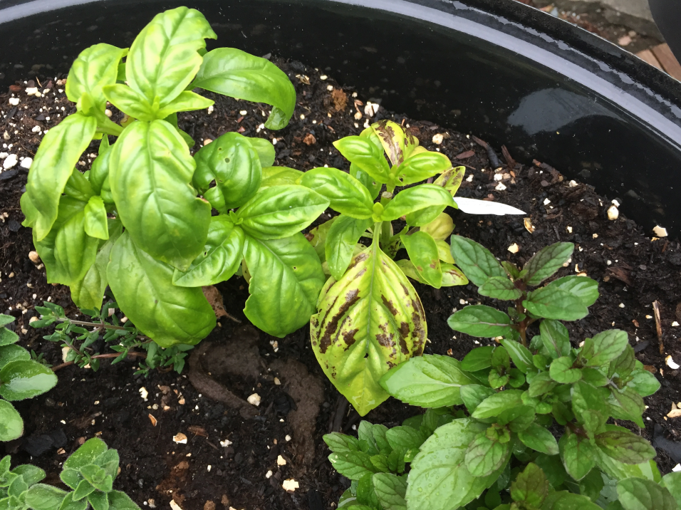 basil in container